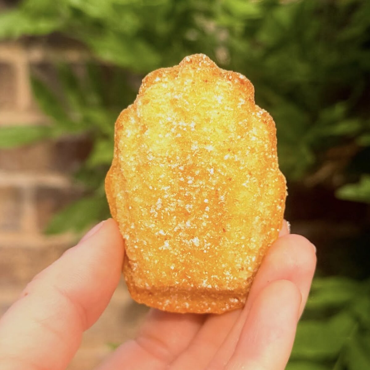 Lemon & Brown Butter Madeleines with Local Honey (Bag of 7)